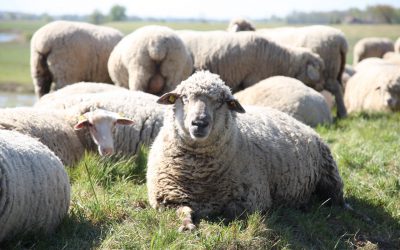 Ländliche Idylle in der Altmark