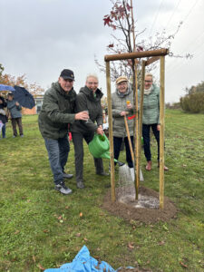 gespendeter Amberbaum wird im Wohnpark Darlingerode gepflanzt