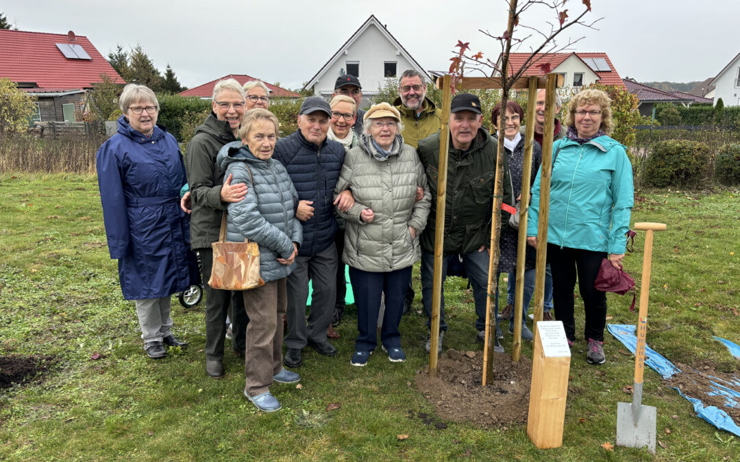 Amberbaum verschönert Wohnpark Darlingerode